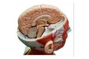 Neuroanatomía descriptiva del encéfalo y su implicación clínica (15 horas)